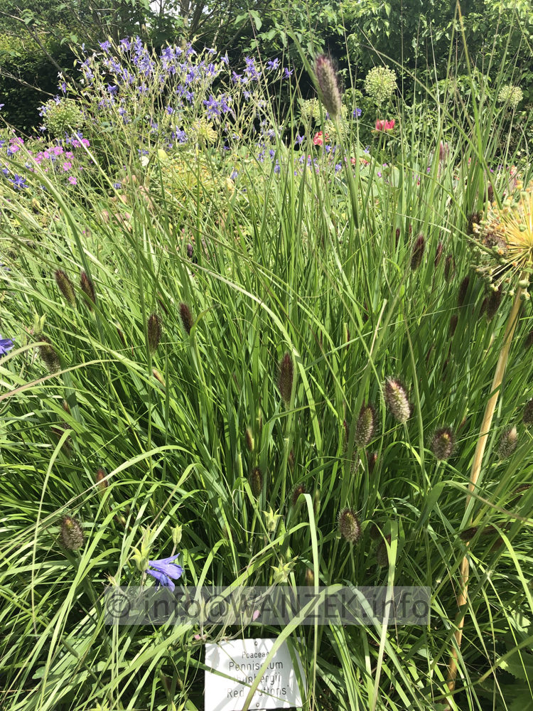 Pennisetum thunbergii Red Buttons 001.JPG